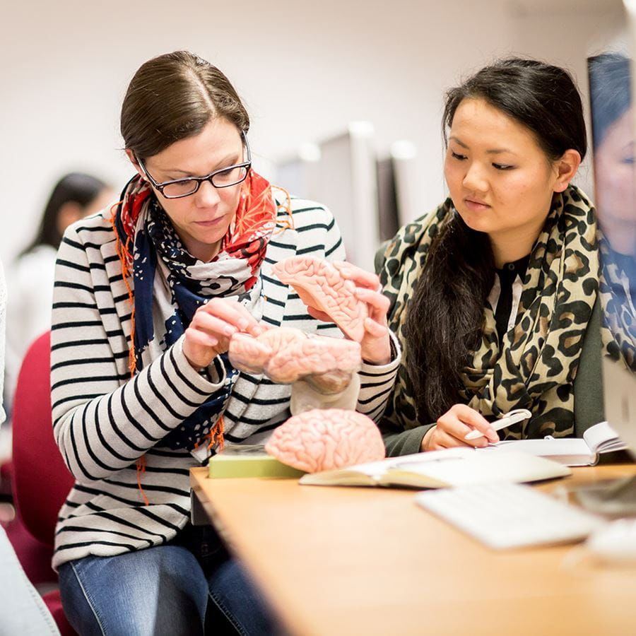 Student and lecturer studying a model of a brain