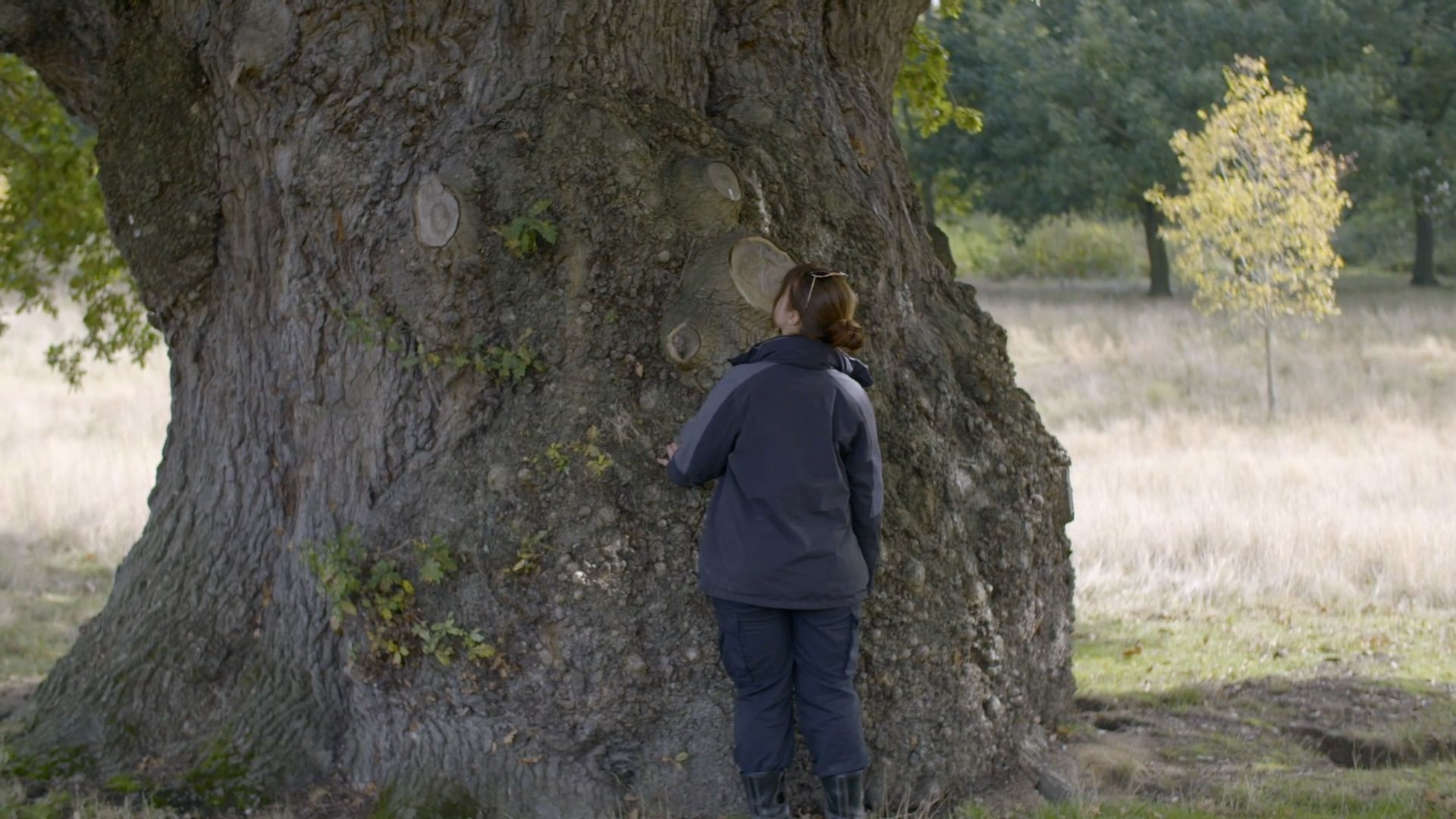 The trunk of a 500-year-old tree with a person dwarfed by its scale.