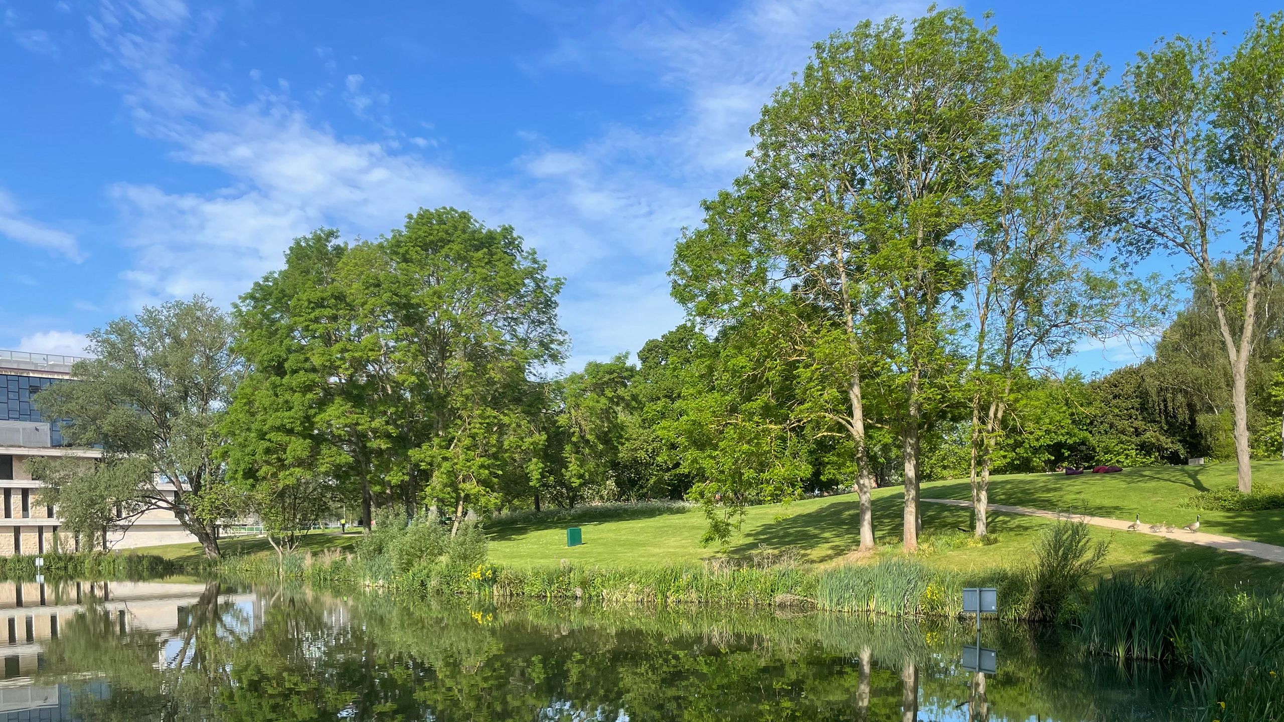 Leafy trees reflected in a lake on our Colchester Campus.