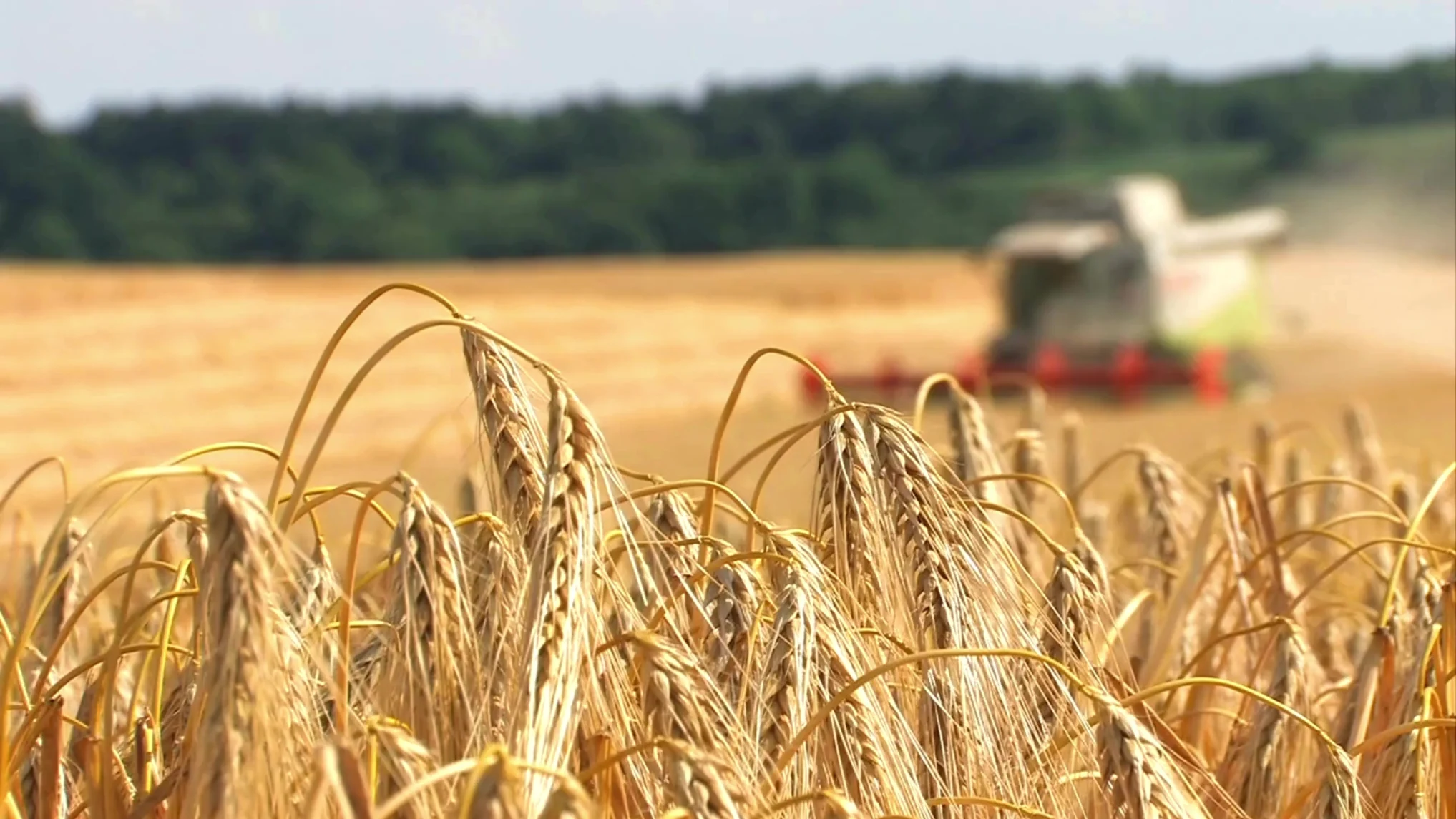 Photograph of crops ready for farming
